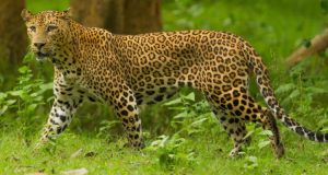 Dangers Leopards India Project Leopard