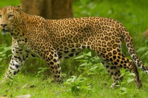 Dangers for Leopards-Does India Need Project Leopard?